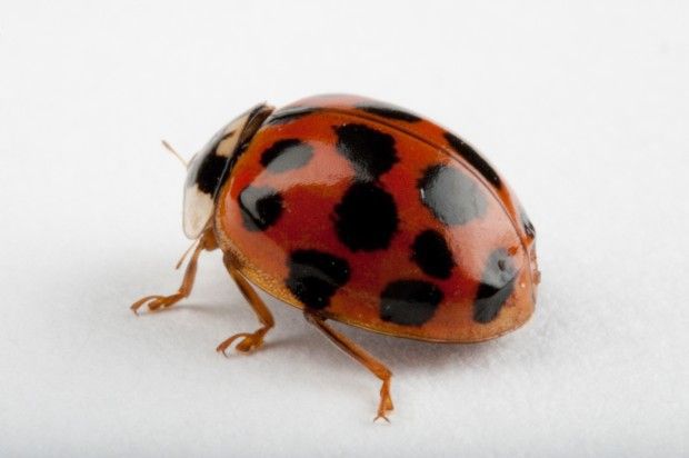 Asian lady beetle